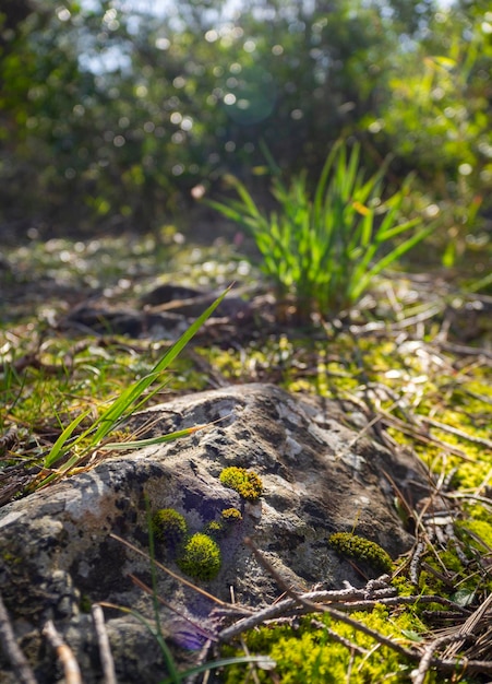 Grama verde e musgo em rochas em uma floresta na Grécia em um dia ensolarado