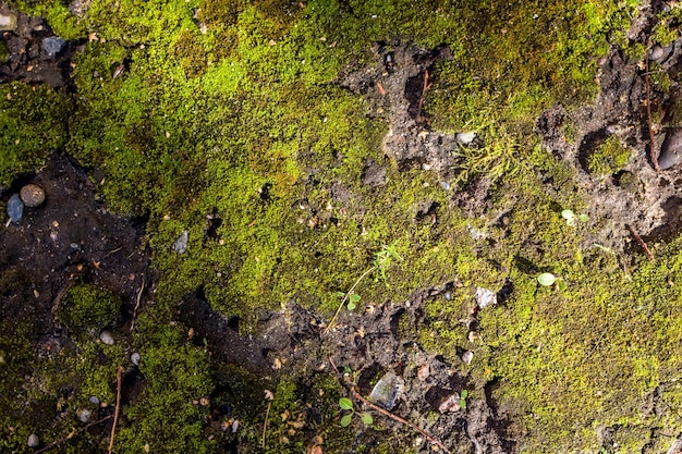 Grama verde e musgo na floresta de verão fecham