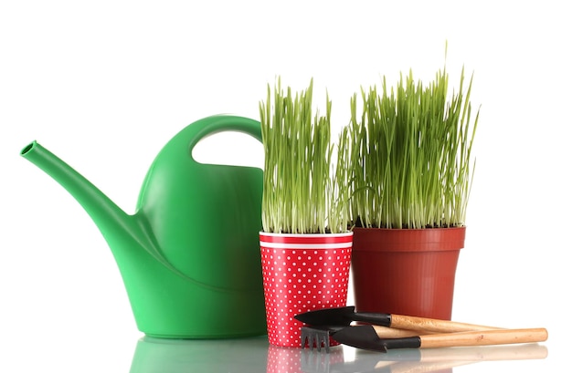 Grama verde em dois vasos de flores isolados em branco