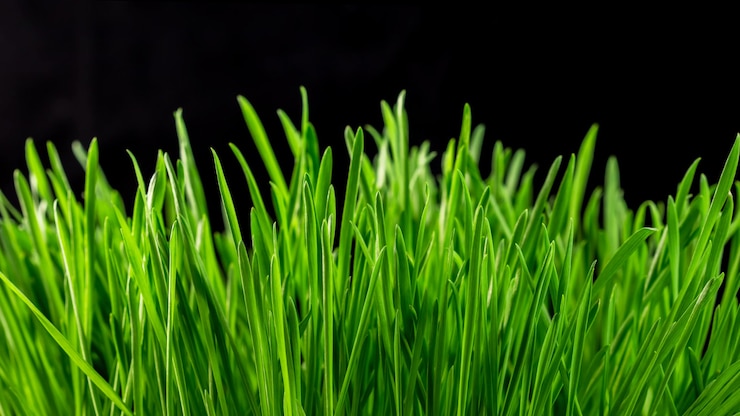 Foto grama verde em fundo preto 2