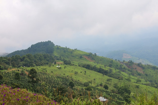 Grama verde em montanha natural na estação das chuvas