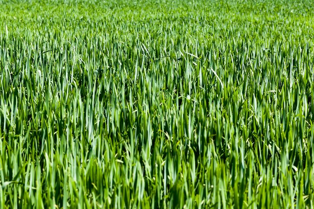 Grama verde em um campo agrícola