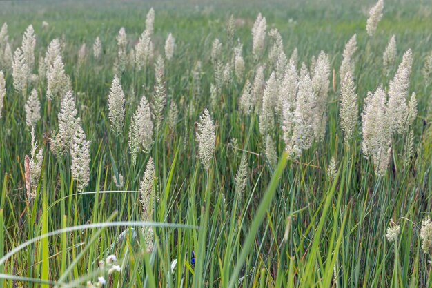 Grama verde em um campo no verão um campo com