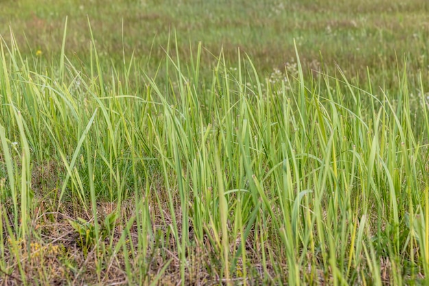 Grama verde em um campo no verão um campo com