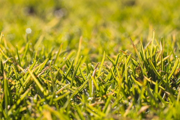 Foto grama verde em um dia ensolarado de primavera