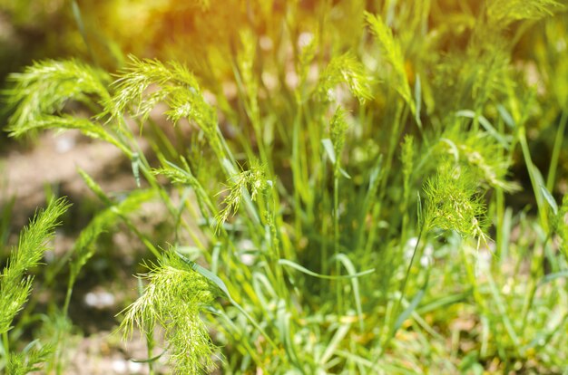 Foto grama verde em um dia ensolarado. foco seletivo. textura da grama.