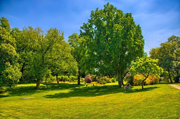 Grama verde em um parque ensolarado em Begren op Zoom Holland Netherla