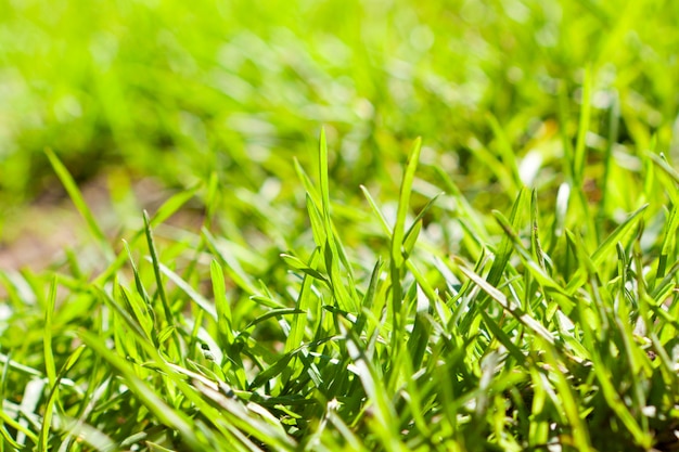 Grama verde em um prado close-up