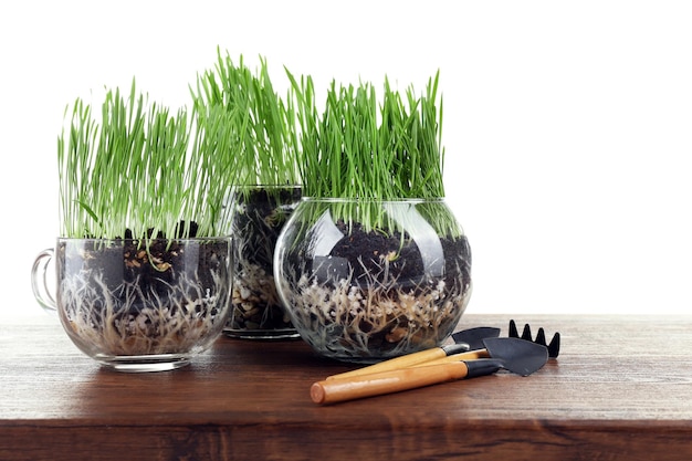 Grama verde em vasos transparentes e ferramentas de jardinagem na mesa de madeira no fundo branco