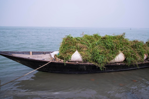 Grama verde empilhada no barco na margem do rio Padma em Bangladesh