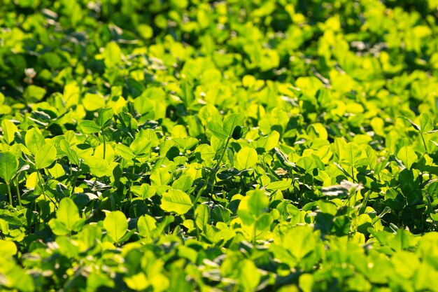 Grama verde exuberante brilhante à luz do sol.