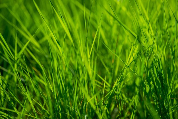 Grama verde fresca brilhante na floresta