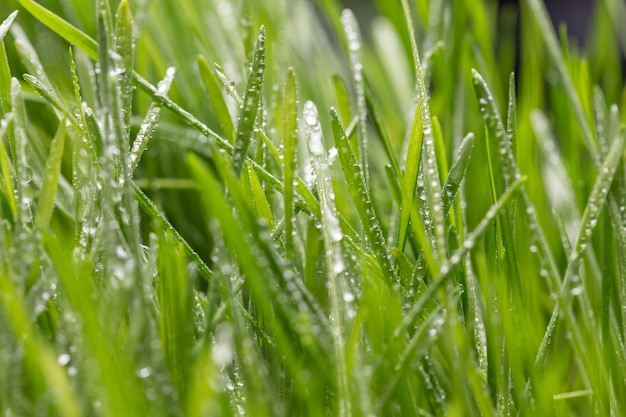 Grama verde fresca com closeup de gotas de orvalho. Fundo da Natureza