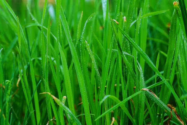 Grama verde fresca com gotas de água de perto