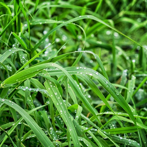 Grama verde fresca com gotas de água