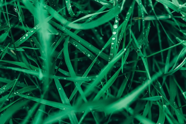 Grama verde fresca com gotas de orvalho como imagem de fundo vista superior copie o espaço vazio para texto