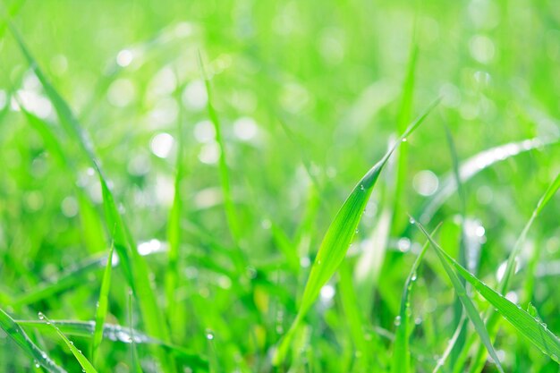 Grama verde fresca com gotas de orvalho e luz do sol como um fundo abstrato de natureza de quadro completo