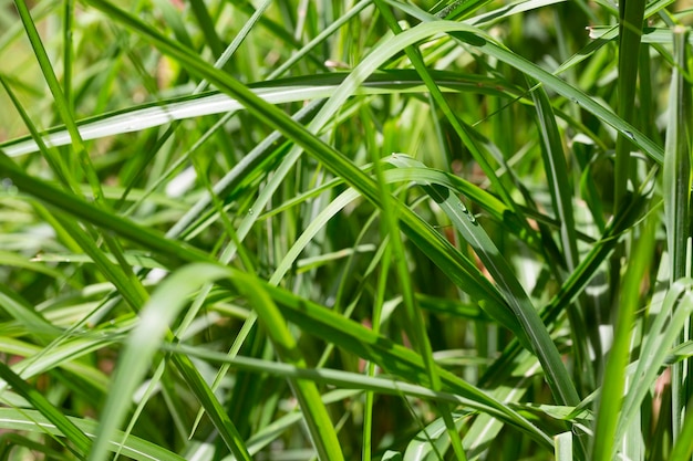 Grama verde fresca com gotas de orvalho fecham gotas de água na grama fresca após a chuva