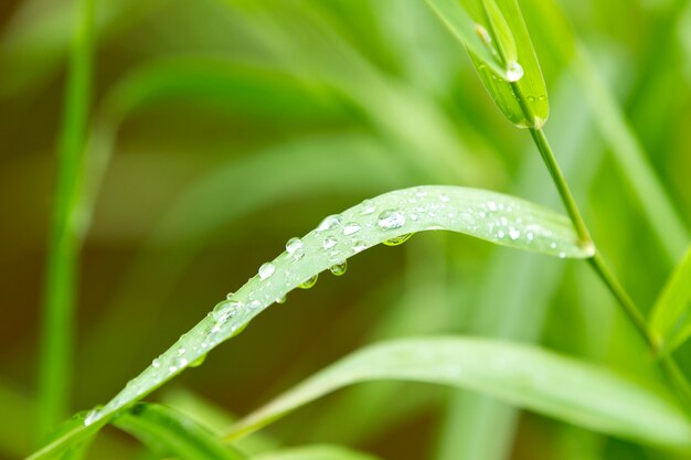 Grama verde fresca com gotas de orvalho