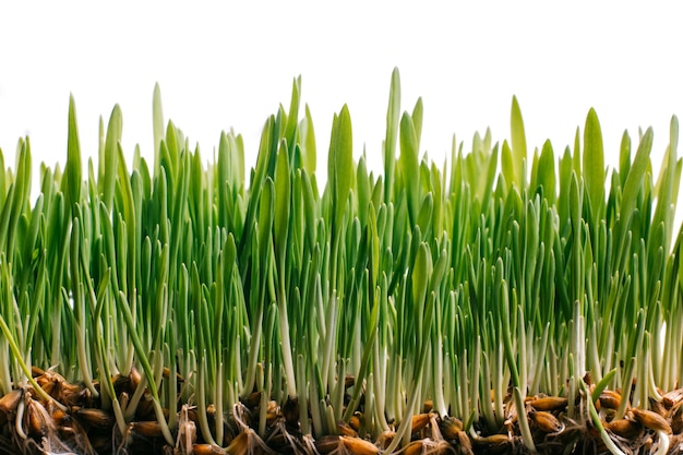 Grama verde fresca da primavera e sementes germinadas