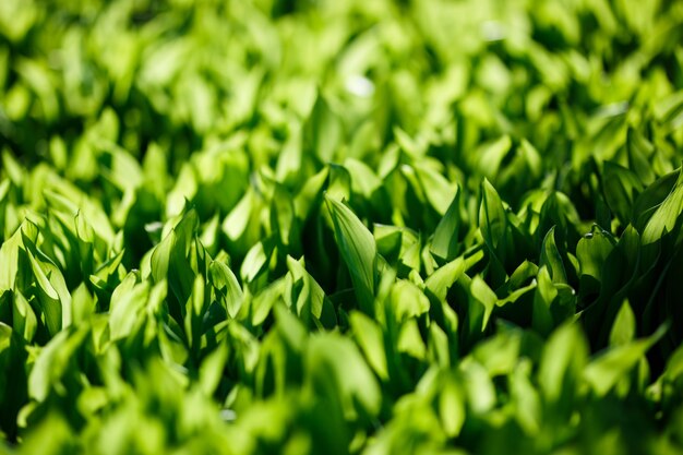 Grama verde fresca da primavera, luz da manhã, close-up