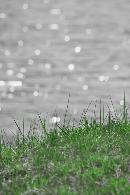 Foto grama verde fresca da primavera no fundo da água