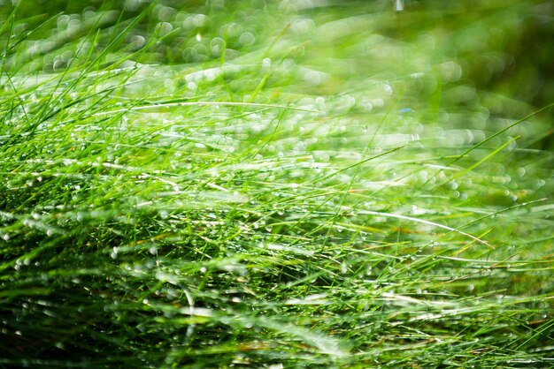 Grama verde fresca de primavera com gotas de orvalho foco suave fundo abstrato da natureza pano de fundo verde