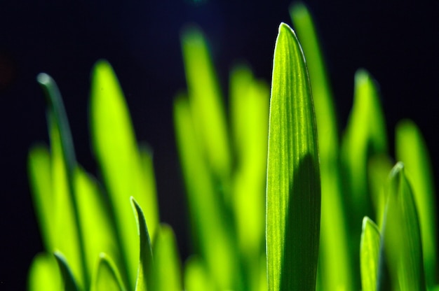 Grama verde fresca em preto