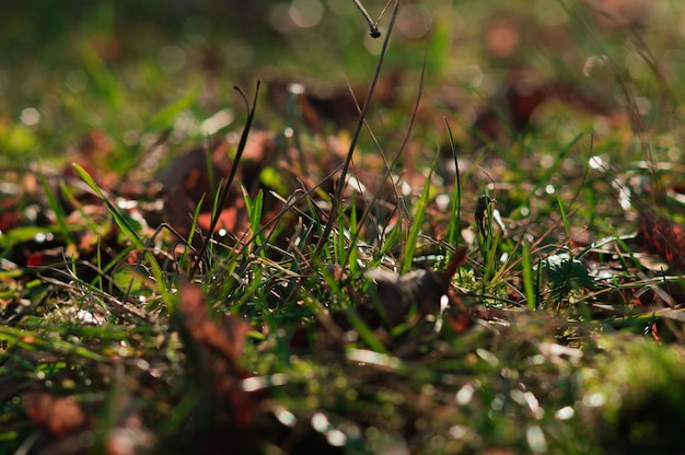 Grama verde fresca na primavera Foto abstrata da nova vida com bokeh