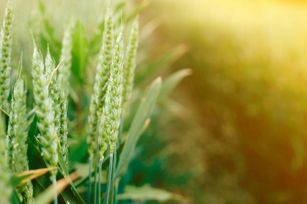 Grama verde fresca no campo de verão na luz solar quente