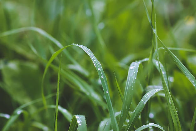 Grama verde fresca no prado do verão em gotas de água depois da chuva.