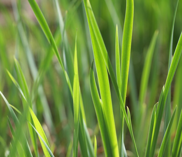 Grama verde fresca