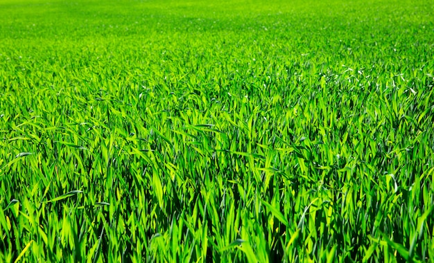 Grama verde. gramado de verão