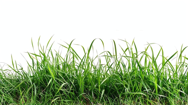 Foto grama verde isolada em fundo branco