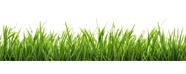 Foto grama verde isolada em um fundo branco