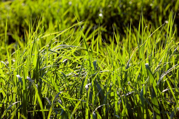 Grama verde jovem iluminada pela luz do sol closeup