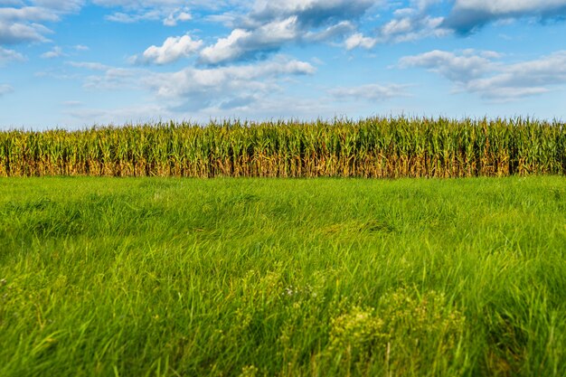 Grama verde longa e fresca com fundo de plantação de campo de milho