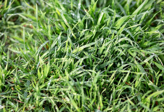 Grama verde luxuriante de primavera coberta com gotas de orvalho