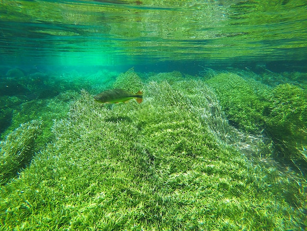 grama verde na água