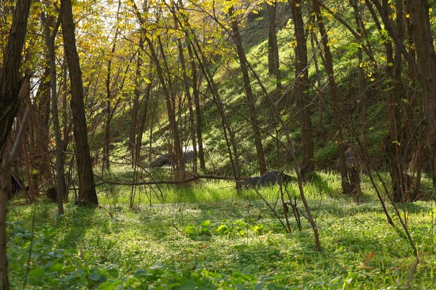 grama verde na floresta. paisagem ao ar livre