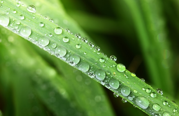 Grama verde na natureza com pingos de chuva