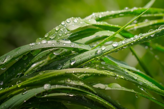 Grama verde na natureza com pingos de chuva