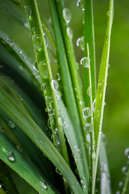 Grama verde na natureza com pingos de chuva