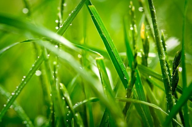 Grama verde na natureza