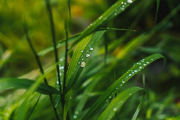 Grama verde nas gotas após a chuva. fundo de grama verde