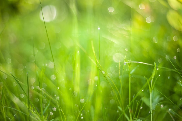 Grama verde no campo de prado com fundo de gotas de água