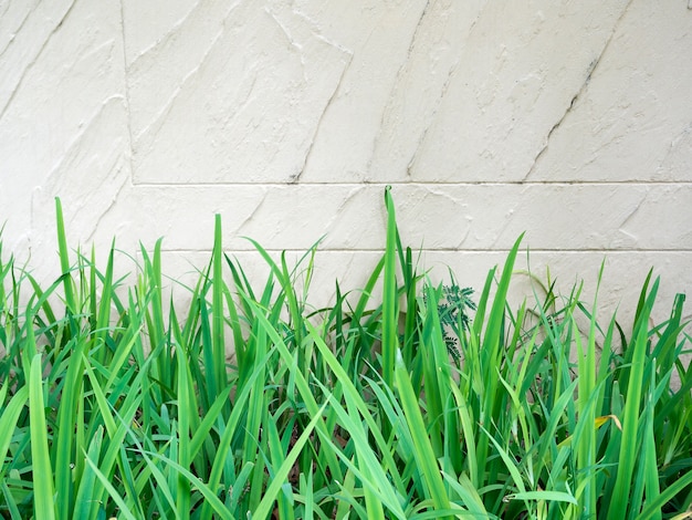 Foto grama verde no fundo da parede de tijolo branco