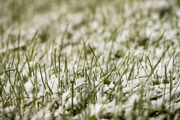 Grama verde no gramado, coberto com a neve branca.