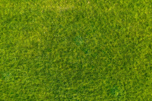 Grama verde no jardim. Fundo de verão maravilhoso.