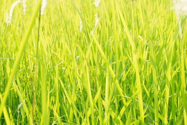 Grama verde no nível dos olhos para plano de fundo ou design gráfico